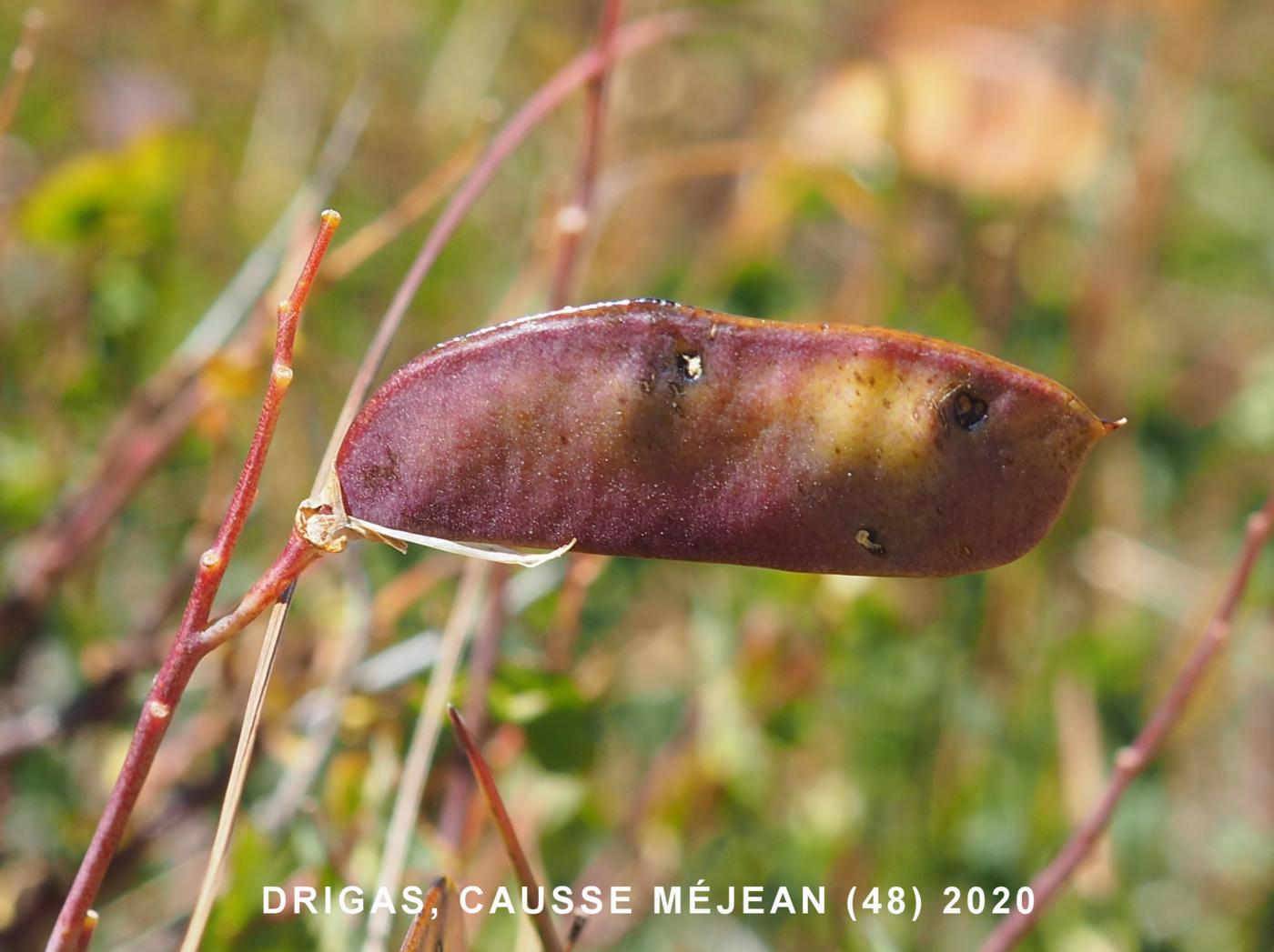 Broom, Sessile fruit